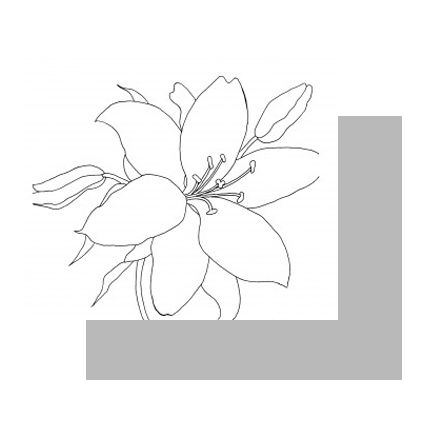 نقاشی گل لیلیوم